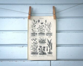 1907 Vintage Legumes Lithograph Illustration