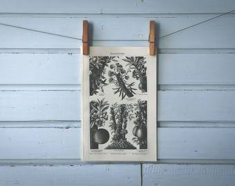 1907 Vintage Cauliflorous Plants Lithograph Illustration