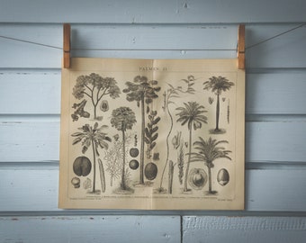 1887 Vintage Palm Tree Lithograph Illustration