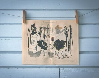 1897 Vintage Phytopathology Chromolithograph Illustration