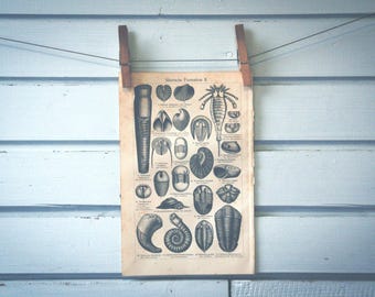 1907 Vintage Fossils Lithograph Illustration