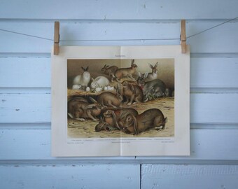 1907 Vintage Rabbits Chromolithograph Illustration