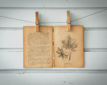1894 Vintage Norway Maple Lithograph Illustration