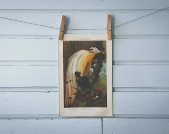 1907 Vintage Birds-of-Paradise Chromolithograph Illustration