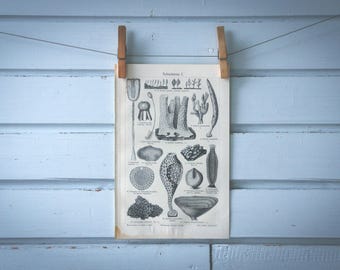 1907 Vintage Sponges Lithograph Illustration