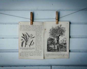 1903 Vintage White Willow Illustration