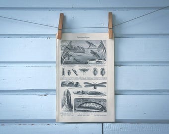 1907 Vintage Flying Insects Lithograph Illustration