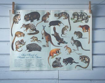 1968 Vintage Animals of Australia Illustration