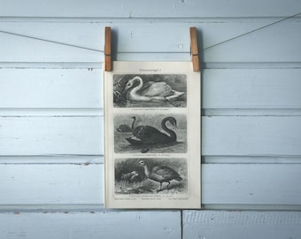 1907 Vintage Water Birds Lithograph Illustration