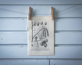 1871 Vintage Common Hazel Lithograph Illustration