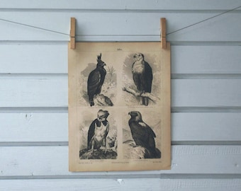 1890 Vintage Eagles Lithograph Illustration