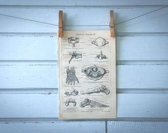 1907 Vintage Anatomy Chromolithograph Illustration