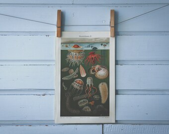 1907 Vintage Sea Creatures Chromolithograph Illustration