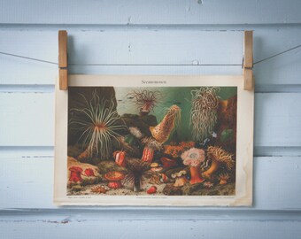 1907 Vintage Sea Anemones Chromolithograph Illustration
