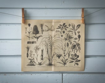 1887 Vintage Nonfood Crops Lithograph Illustration