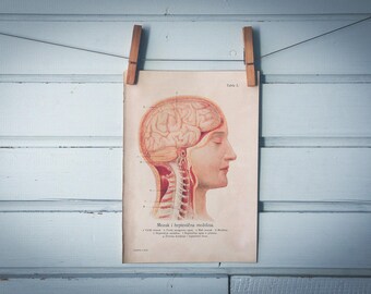 1926 Vintage Brain & Spinal Cord Illustration