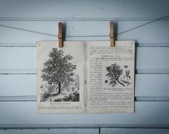 1903 Vintage Norway Maple Illustration