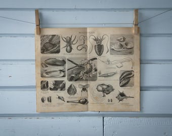 1887 Vintage Mollusks Lithograph Illustration