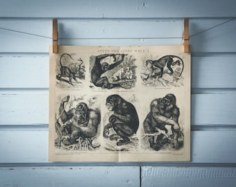 1887 Vintage Old World Monkeys Lithograph Illustration