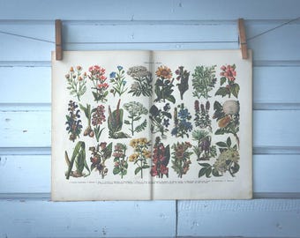 1937 Vintage Medicinal Plants Illustration