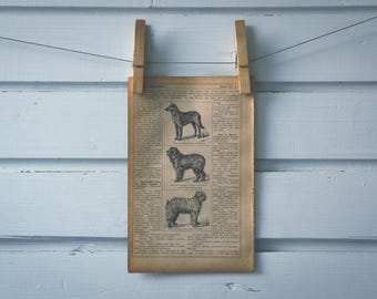 1921 Vintage Mountain Dogs Illustration