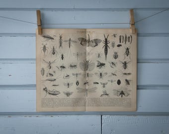 1887 Vintage Insects Lithograph Illustration