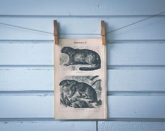1897 Vintage Leopard Lithograph Illustration