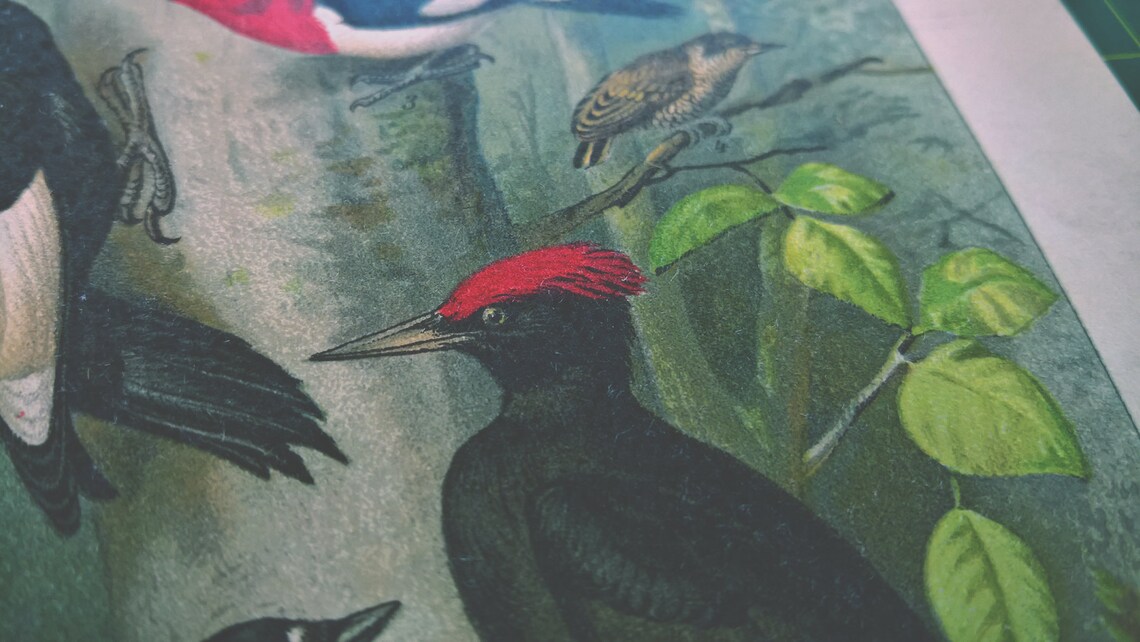 1894 Vintage Specht Chromolithographie Illustration | Etsy