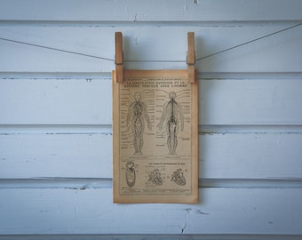1921 Vintage Nervous & Vascular System Illustration