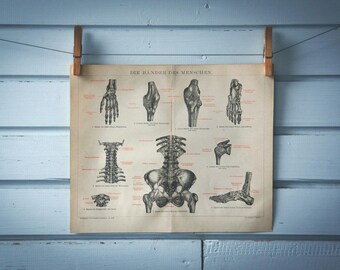1887 Vintage Ligaments Chromolithograph Illustration