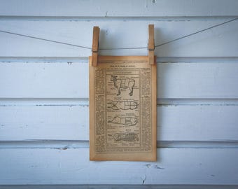 1921 Vintage Mutton Cuts Illustration