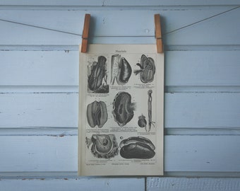 1907 Vintage Bivalves Lithograph Illustration