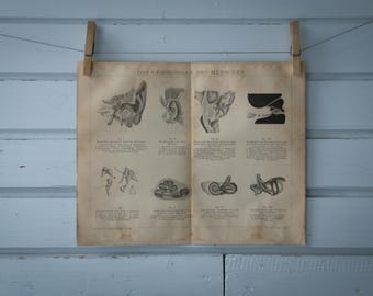 1887 Vintage Ear Anatomy Lithograph Illustration