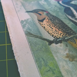 1894 Vintage Specht Chromolithographie Illustration | Etsy