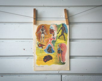 1967 Vintage Human Anatomy Illustration