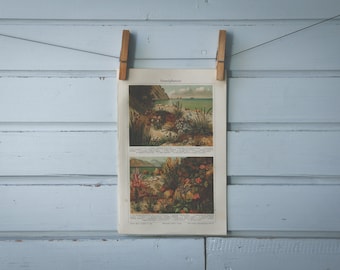 1907 Vintage Coastal Strand Chromolithograph Illustration