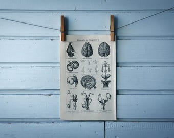 1907 Vintage Mammal Anatomy Lithograph Illustration