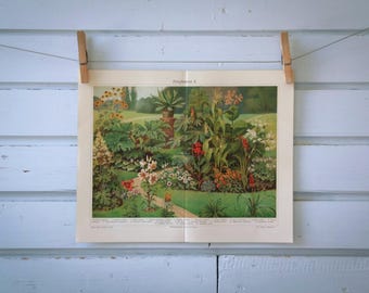 1907 Vintage Garden Plants Chromolithograph Illustration