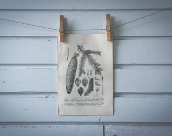 1871 Vintage Spruce Lithograph Illustration
