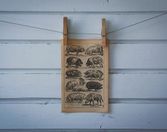 1921 Vintage Pigs Illustration