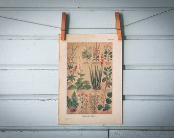 1926 Vintage Medicinal Plants Illustration