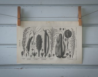 1907 Vintage Cereals Lithograph Illustration