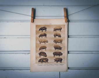 1937 Vintage Pigs Illustration