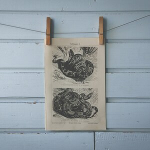 May include: A vintage black and white illustration of two snakes printed on a sheet of paper. The paper is hanging on a light blue wall with two wooden clothes pegs.