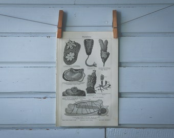1907 Vintage Tunicate Lithograph Illustration