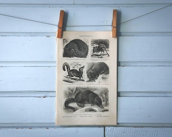 1907 Vintage Insectivora Lithograph Illustration