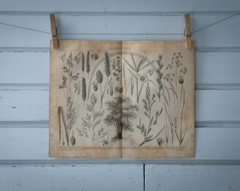 1887 Vintage Grasses Lithograph Illustration