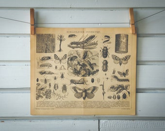 1884 Vintage Plant Pests Lithograph Illustration