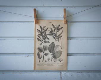 1890 Vintage Willow Lithograph Illustration