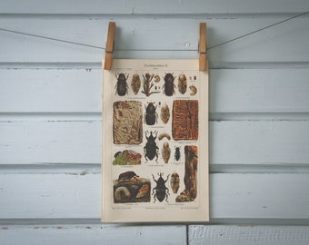 1907 Vintage Bark Beetles Chromolithograph Illustration